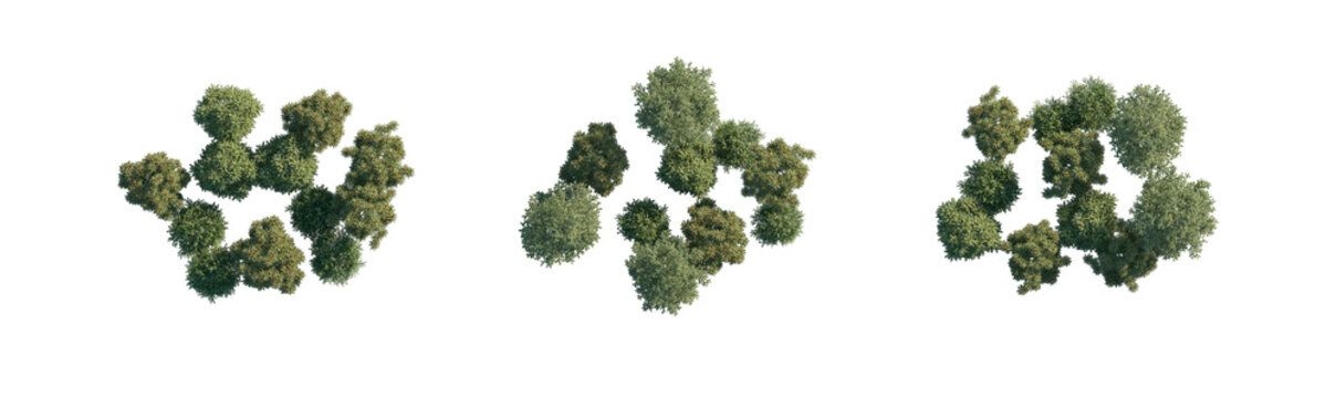 top view tree group without shadows (aerial tree canopy, overhead tree cluster) isolated PNG on a transparent background premium nature cutout
