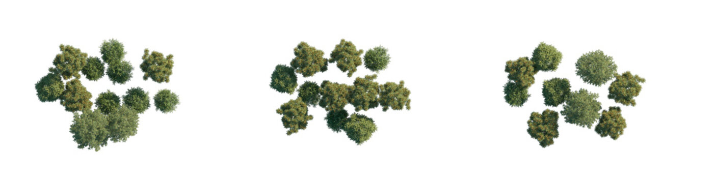 top view tree group without shadows (aerial tree canopy, overhead tree cluster) isolated PNG on a transparent background premium nature cutout
