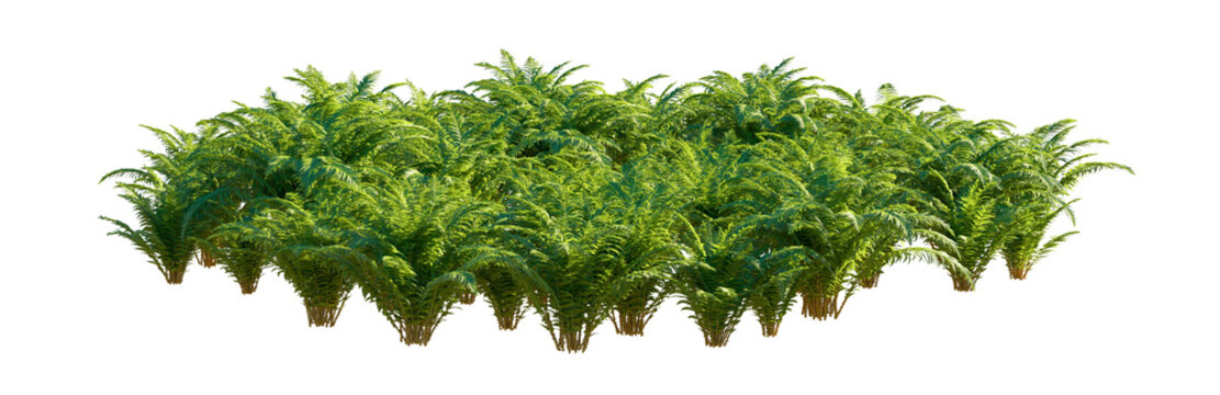 wood fern clump (dryopteris, shield fern, male fern) isolated png on a transparent background premium nature cutout
