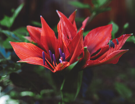 Primer plano de una ex&oacute;tica flor de amarilis roja con estambres morados en un jard&iacute;n sombr&iacute;o
