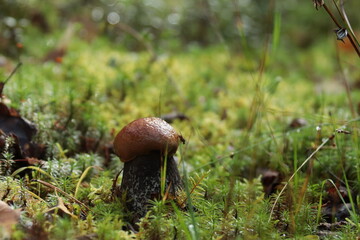 an aspen bolete mushroom in green moss in a summer forest © алексей семиколенных