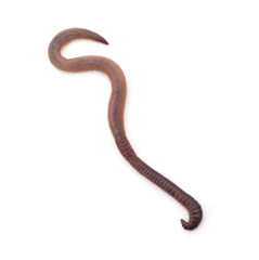 Fototapeta premium Long earthworm crawling isolated on white background.