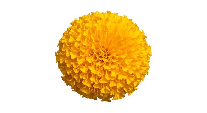Bright yellow marigold flower head isolated