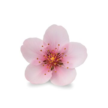 Single delicate pink cherry blossom isolated