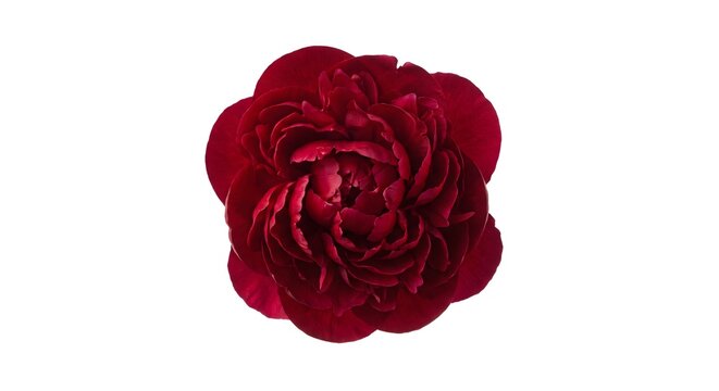 Single deep red carnation flower isolated