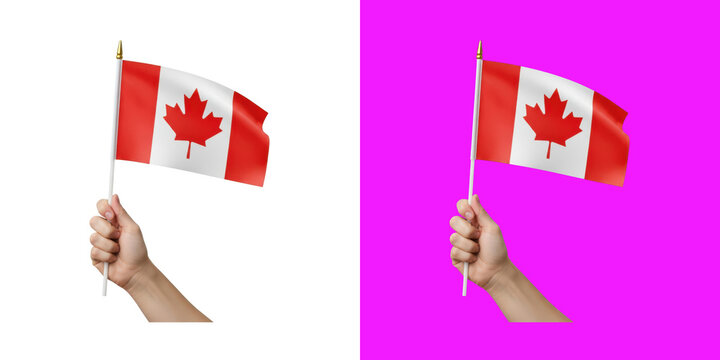 Hand holding a small national flag of Canada waving in the wind transparent background, png