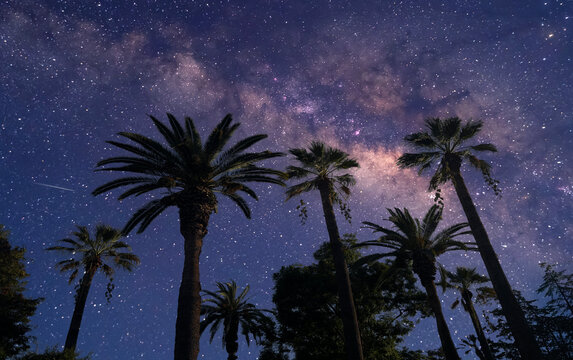 Milky Way with palm trees  