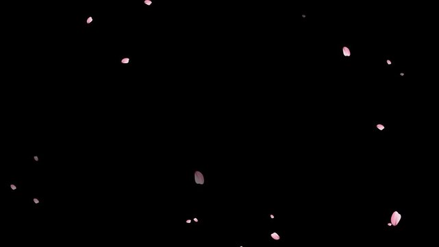 Floating delicate pink cherry blossom petals falling in slow motion. Fall start to end and loop Animation.Easy to use and change color. Pink petals of sakura falling on romantic elegant black bg.