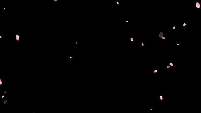 Floating delicate pink cherry blossom petals falling in slow motion. Fall start to end and loop Animation.Easy to use and change color. Pink petals of sakura falling on romantic elegant black bg.