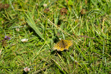 Boloria titania, Titania's fritillary, a striking orange-and-black butterfly resting among meadow grasses, with patterned wings contrasting beautifully against the green summer vegetation.  © Kaja