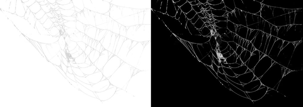 Halloween spider web isolated on transparent background for spooky