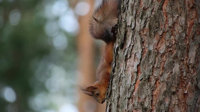 Eurasian Red Squirrel Sciurus Vulgaris Clinging Head Down to a Pine Tree Trunk in Forest With Soft Bokeh Background Concept of Wildlife