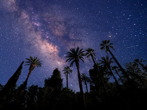 starry night sky with palm trees