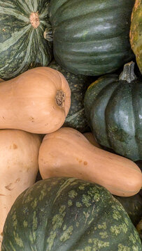 A vibrant assortment of fresh winter squash and pumpkins stacked together for autumn harvest
