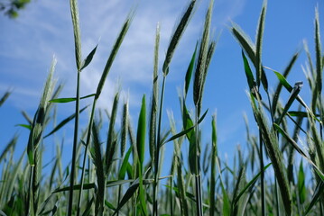 Obraz premium Green rye ears against a blue sky from a low angle
