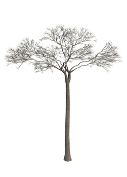Bertholletia excelsa (Brazil nut tree), typical Amazon species, isolated PNG on transparent background, bare tree without leaves, dry tree, nearly dead from deforestation and fires.