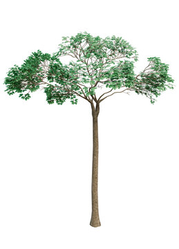 Bertholletia excelsa (Brazil nut tree), typical Amazon species, isolated PNG on transparent background, umbrella canopy, tall slender tree with dense green foliage