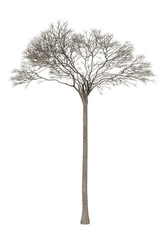 Bertholletia excelsa (Brazil nut tree), typical Amazon species, isolated PNG on transparent background, bare tree without leaves, dry tree, nearly dead from deforestation and fires.