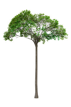 Bertholletia excelsa (Brazil nut tree), typical Amazon species, isolated PNG on transparent background, umbrella canopy, tall slender tree with dense green foliage