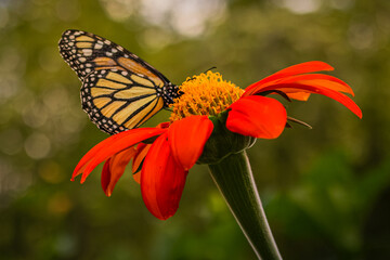 Monarch butterfly feeding on a vibrant red Mexican sunflower surrounded by a soft natural background © Camilo Peláez