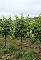 Naklejka premium Three grapevines in a hilly vineyard under overcast sky