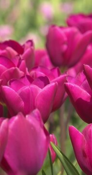  Field of purple tulips in spring