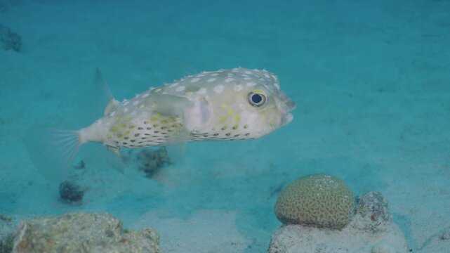 4K Underwater shot of cute porcupinefish pufferfish swimming over coral reef
