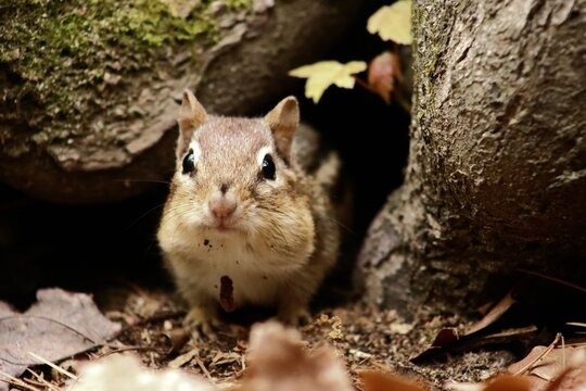 chipmunk in the tree