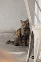 cat on the floor © RM