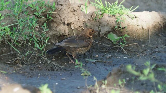 Young Eurasian Blackbird (Turdus merula) foraging on wet forest ground