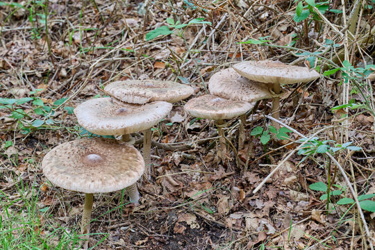 A large group of parasol mushrooms among autumn leaves on the ground