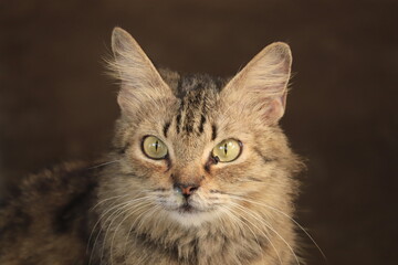 portrait of a cat © RM