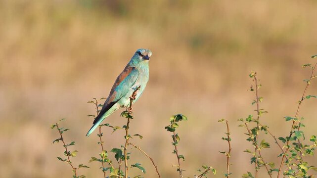 European roller (Coracias garrulus) perched on a branch during autumn migration