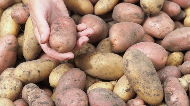 Female farmer showing freshly harvested potatoes