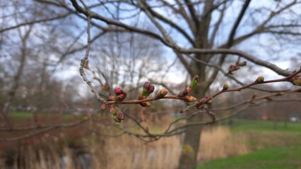 first sakura cherry blossom at spring © Mira