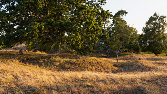 Burial mound and old oak at Hjortahammar gravf&auml;lt