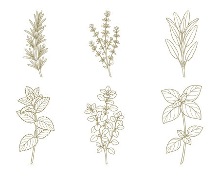 Culinary gold herb vector illustration collection with rosemary thyme mint and basil line drawings.