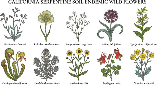 California serpentine soil endemic wild flowers streptanthus breweri calochortus tiburonensis hesperolinon congestum allium falcifolium study