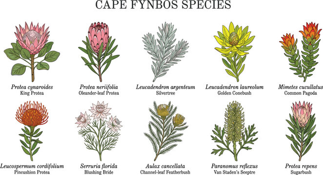Cape fynbos species protea cynaroides neriifolia leucadendron argenteum laureolum mimetes cucullatus botanical chart