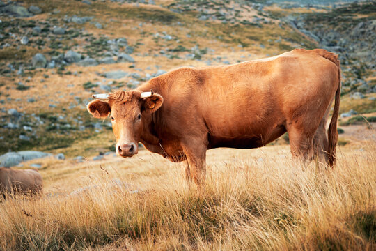 Vaca marr&oacute;n pastando en libertad en un paisaje monta&ntilde;oso de la Sierra