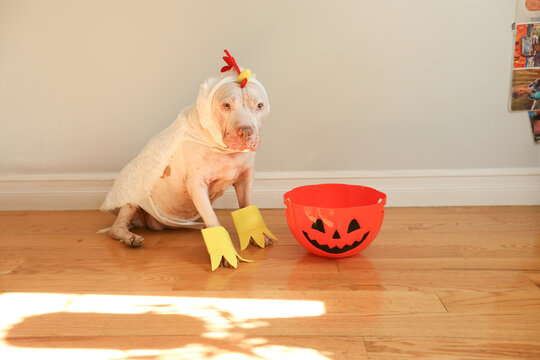 Cute white Pit bull dressed up as chicken for Halloween, a jack-o-lantern bowl sits next to her. 