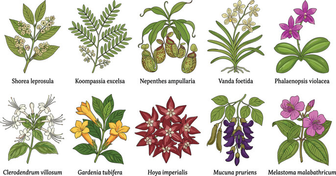 Southeast asian rainforest flora shorea leprosula koompassia excelsa nepenthes ampullaria vanda foetida phalaenopsis violacea botanical study
