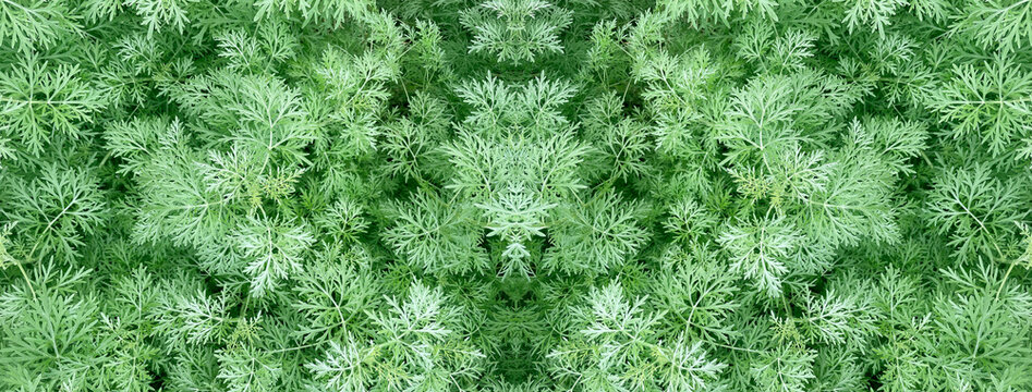 Wormwood plant foliage creating symmetrical natural pattern
