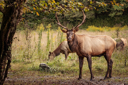 Bull Elk with Large Antlers Standing in Autumn Meadow