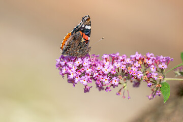 butterfly collecting nectar on a flower. © ksena32