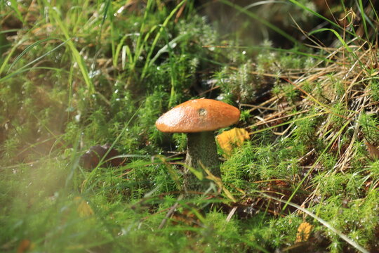 Aspen boletes in green moss in a summer forest