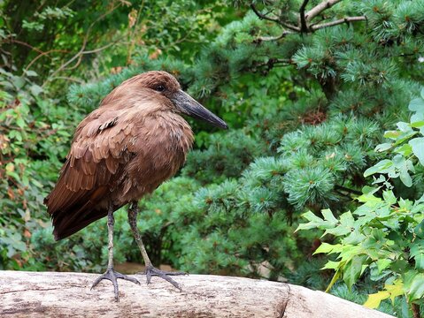 Side view of a Hamerkop on a wooden branch against a background of trees.