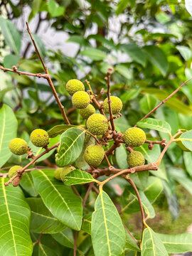 Clusters of young green longan fruits hanging from reddish branches among broad glossy leaves, growing on a tropical tree in a lush orchard with unripe fruits still developing.