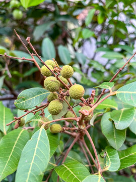 Clusters of young green longan fruits hanging from reddish branches among broad glossy leaves, growing on a tropical tree in a lush orchard with unripe fruits still developing.