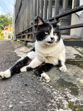 Black and white tuxedo cat lounging relaxed on a rough asphalt roadside beside a metal fence, gazing alertly at the camera with green eyes in warm daylight on a residential street.